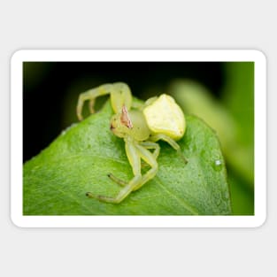 A masked crab spider (Thomisidae) waiting for a prey Sticker